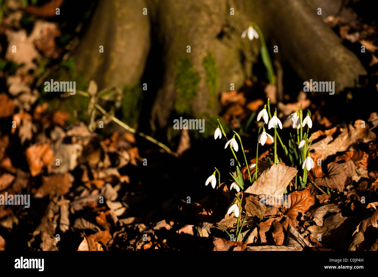 Bucaneve, Galanthus nivalis, cresce nei boschi a Painswick Giardino rococò, Gloucestershire, England, Regno Unito Foto Stock