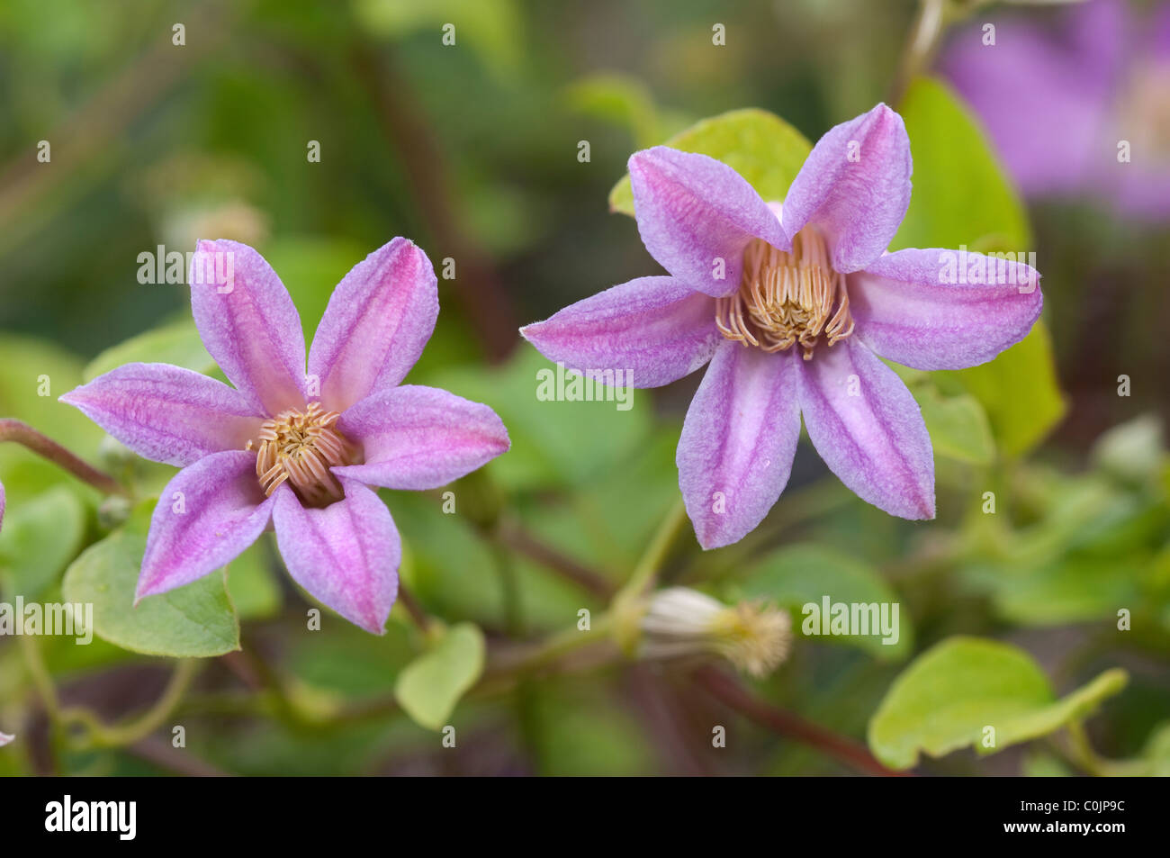 Clematis (Clematis Jolly buona), fiori. Foto Stock