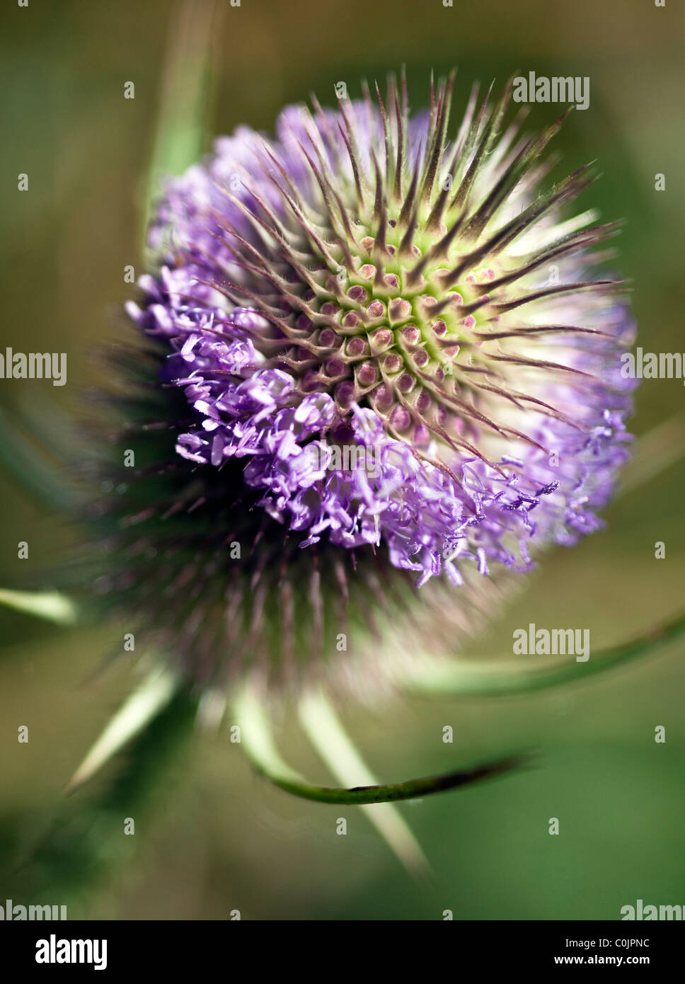 Immagine macro di malva thistle testa sulla posizione delle riprese con profondità di campo Foto Stock
