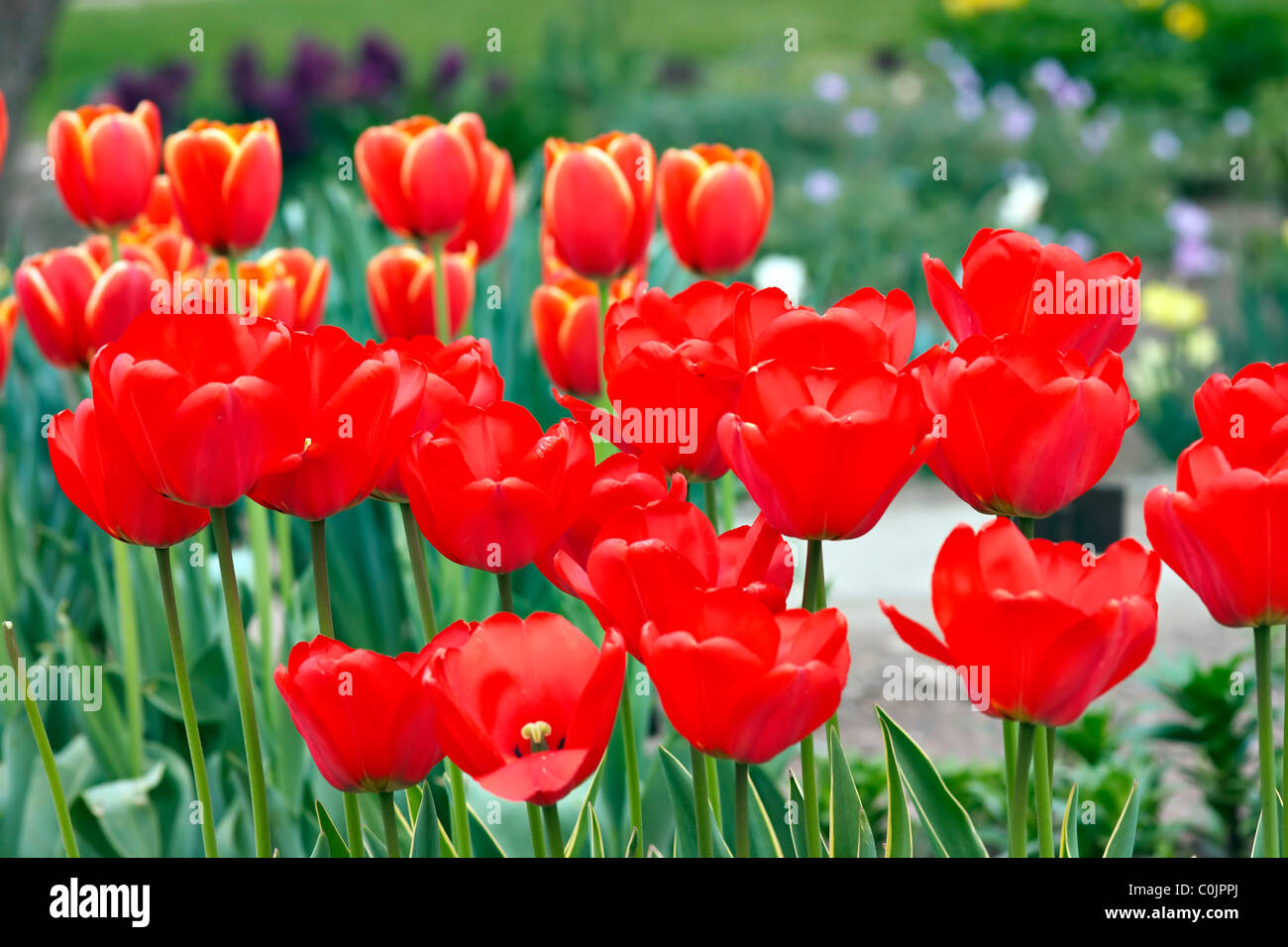 letto di tulipani Foto Stock