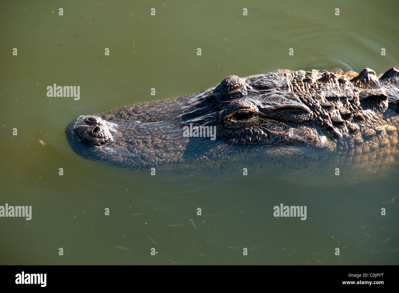 Alligatore parzialmente sommerso. Foto Stock