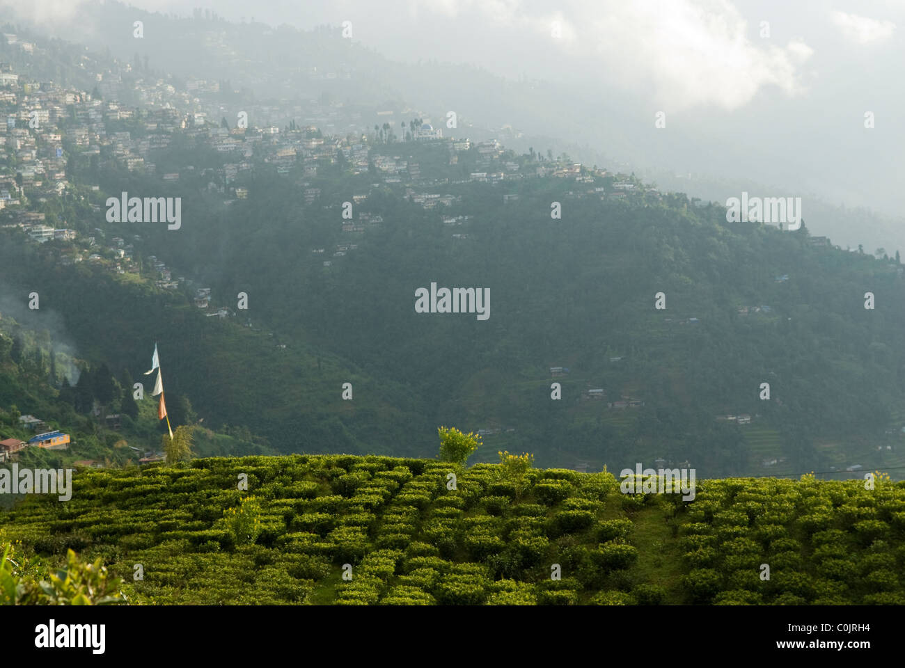 Happy Valley la piantagione di tè, Darjeeling, West Bengal, India. Foto Stock