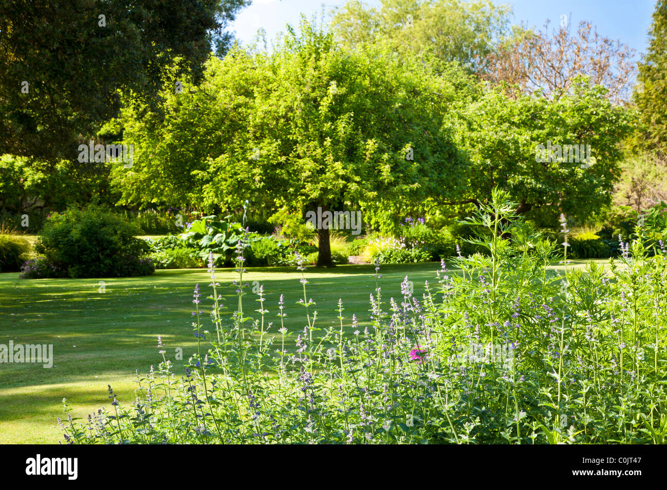 Il prato di un paese di lingua inglese giardino circondato da alberi, arbusti, aiuole e frontiere nel Wiltshire, Inghilterra, Regno Unito in estate Foto Stock