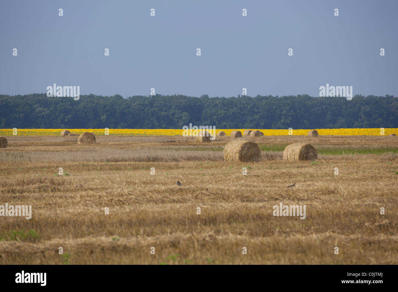 Campo agricolo dopo il raccolto in Serbia Foto Stock