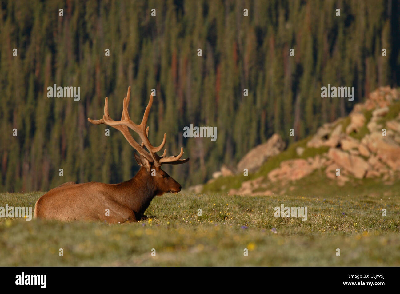 Un Elk bull dormire su un pendio di montagna. Foto Stock