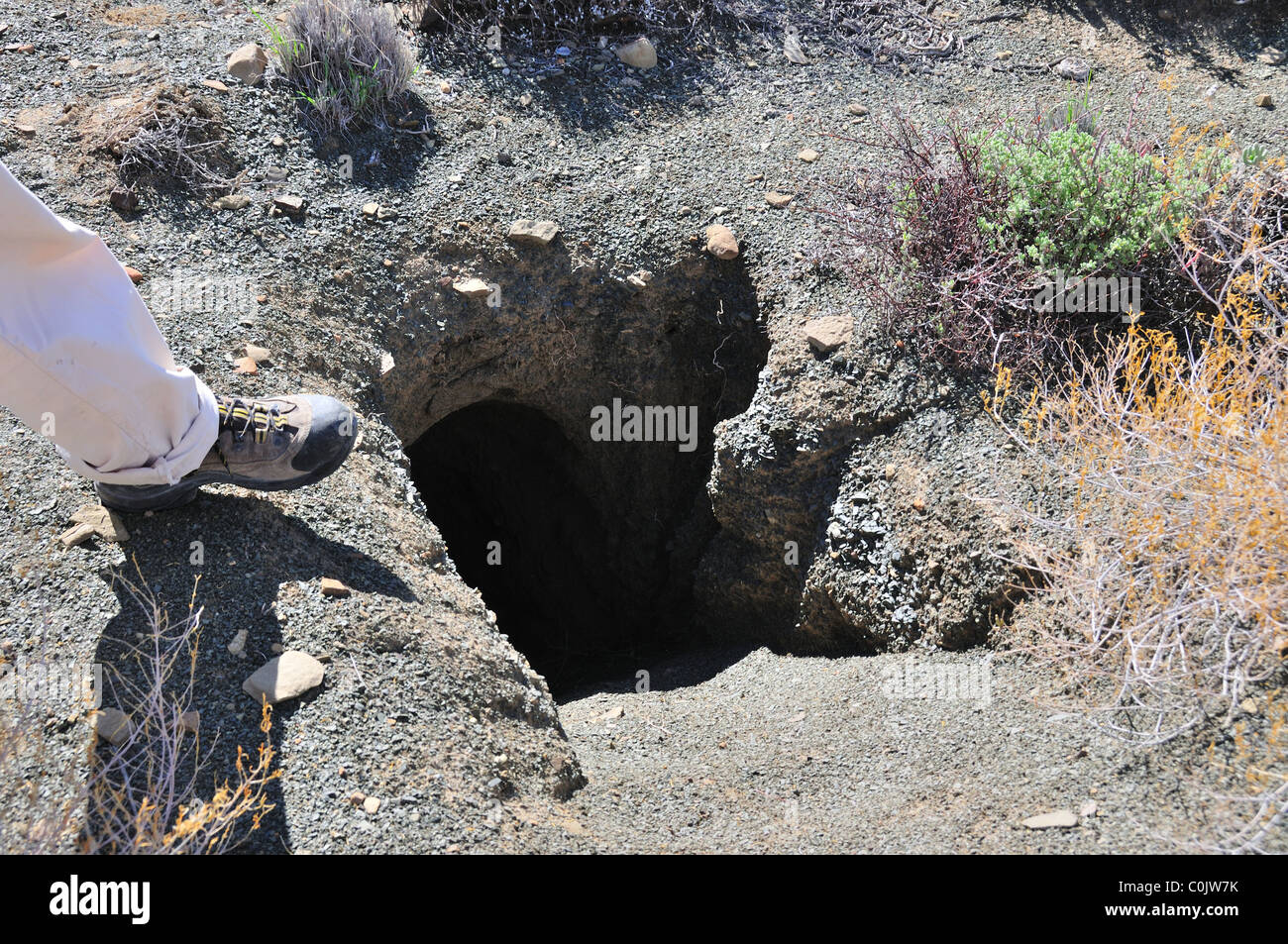 Un animale di grandi dimensioni in prestito, probabilmente un warthog. Sud Africa. Foto Stock
