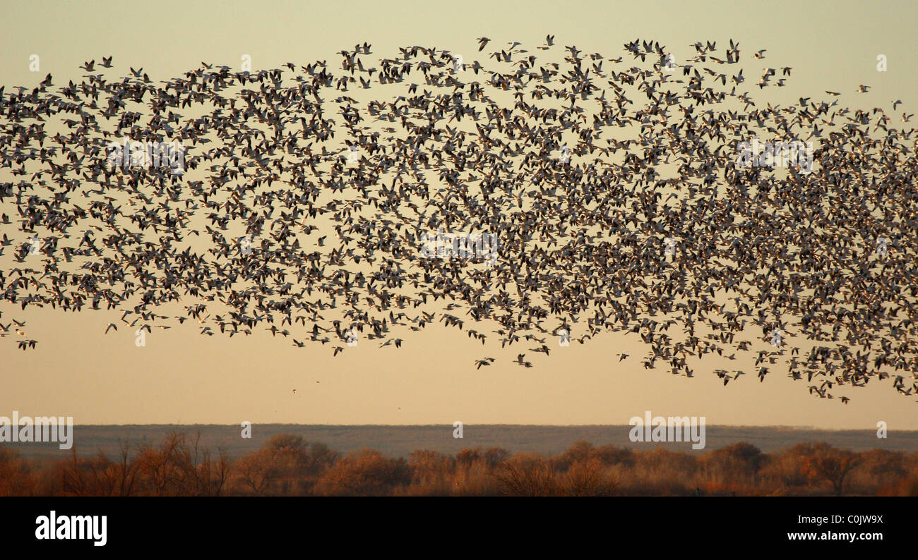 Una nuvola di oche delle nevi all'orizzonte. Foto Stock