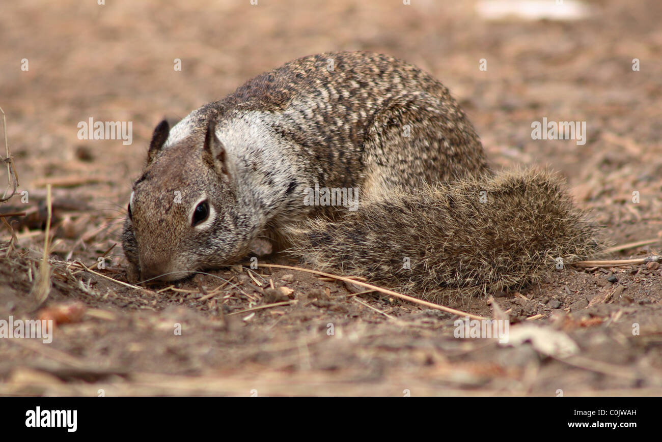Un California Massa alimentazione scoiattolo vicino alla terra. Foto Stock
