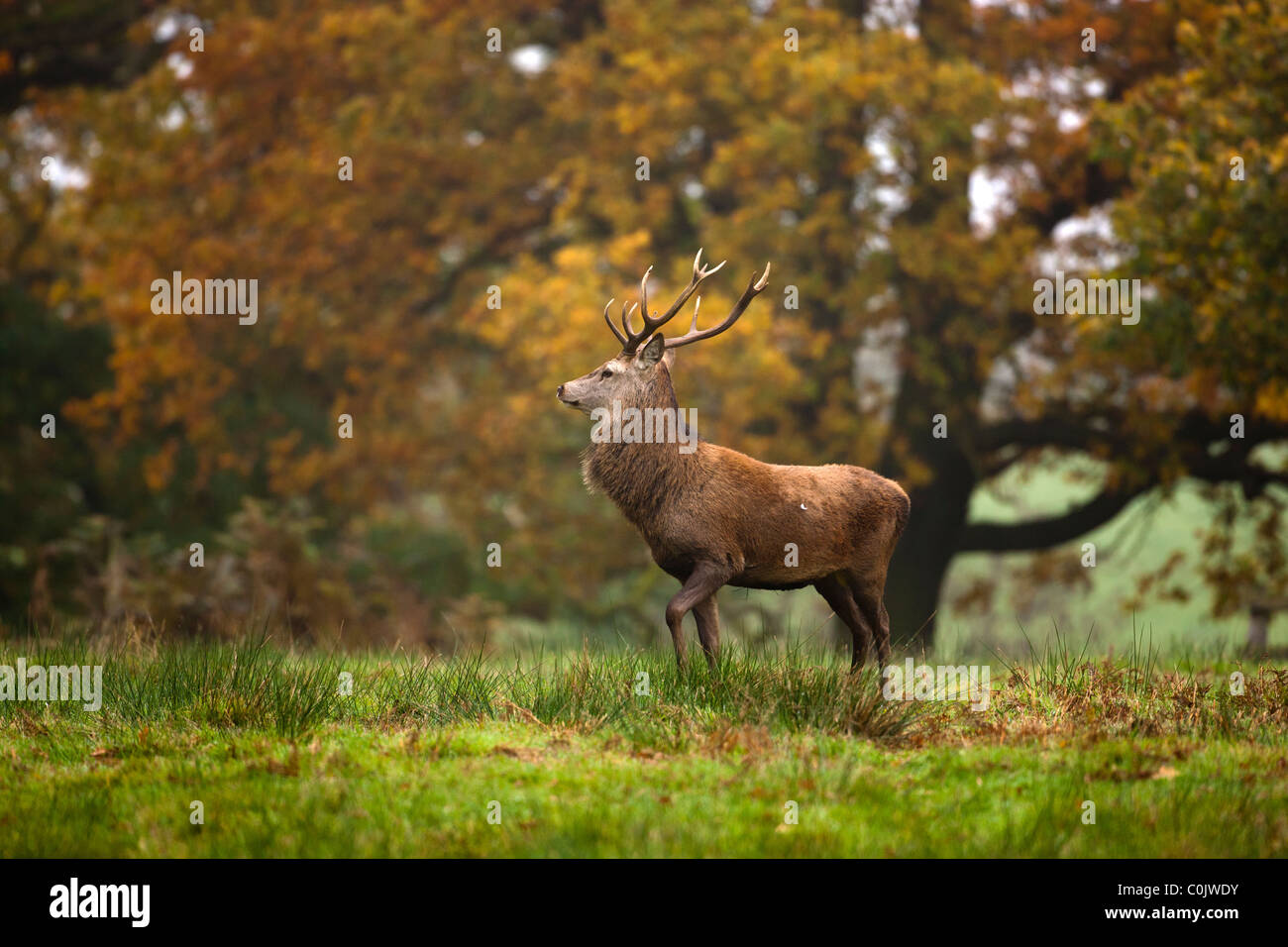 Cervi, Cervus elaphus. Glenfield Lodge Park, Newton Linford, Leicestershire. Regno Unito Foto Stock