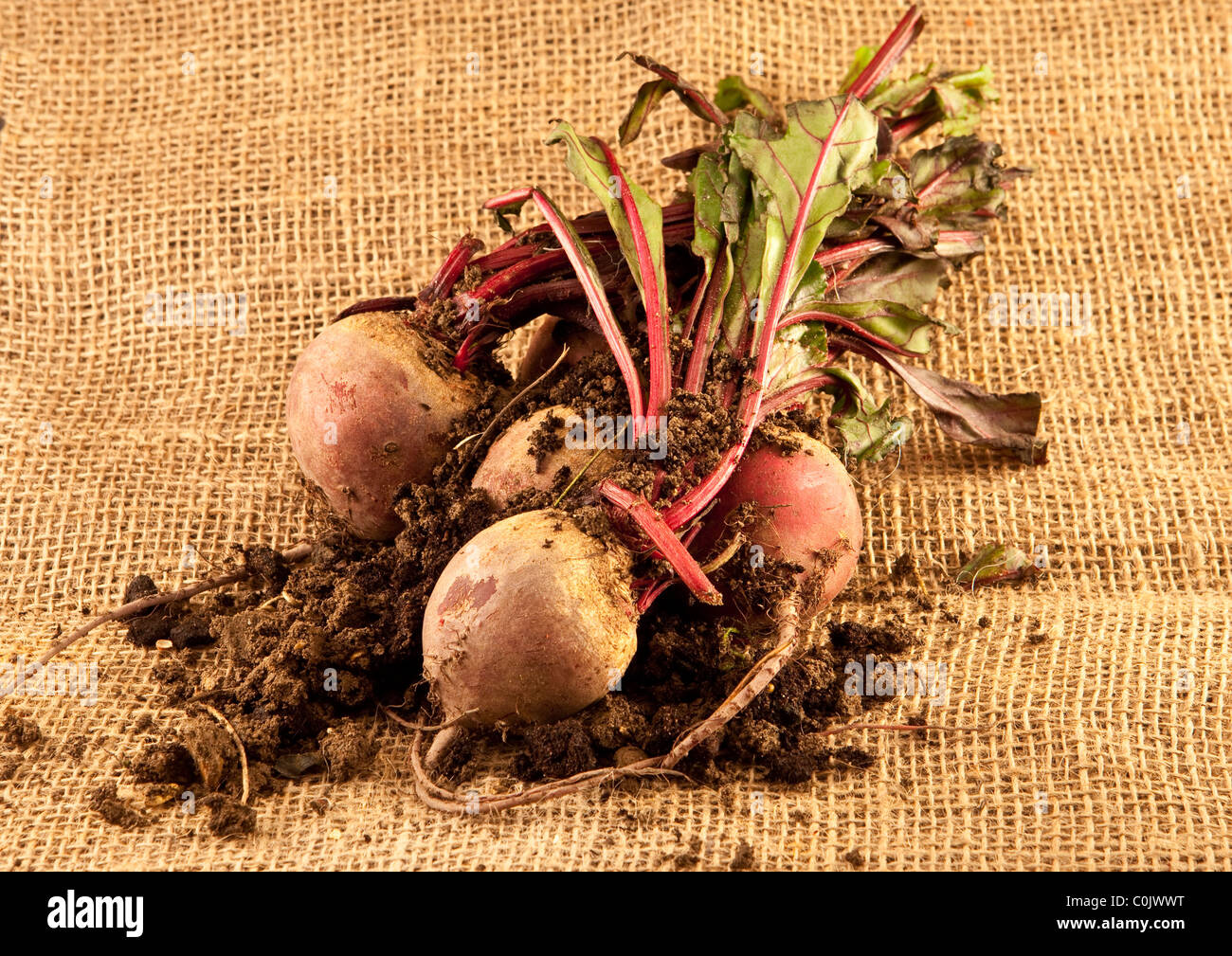 Mazzetto di appena raccolto di barbabietole Foto Stock