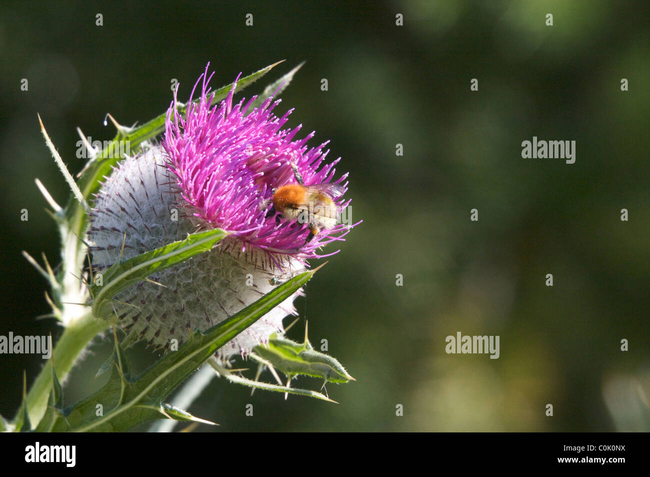 Ape su viola cardo testa di fiori Foto Stock