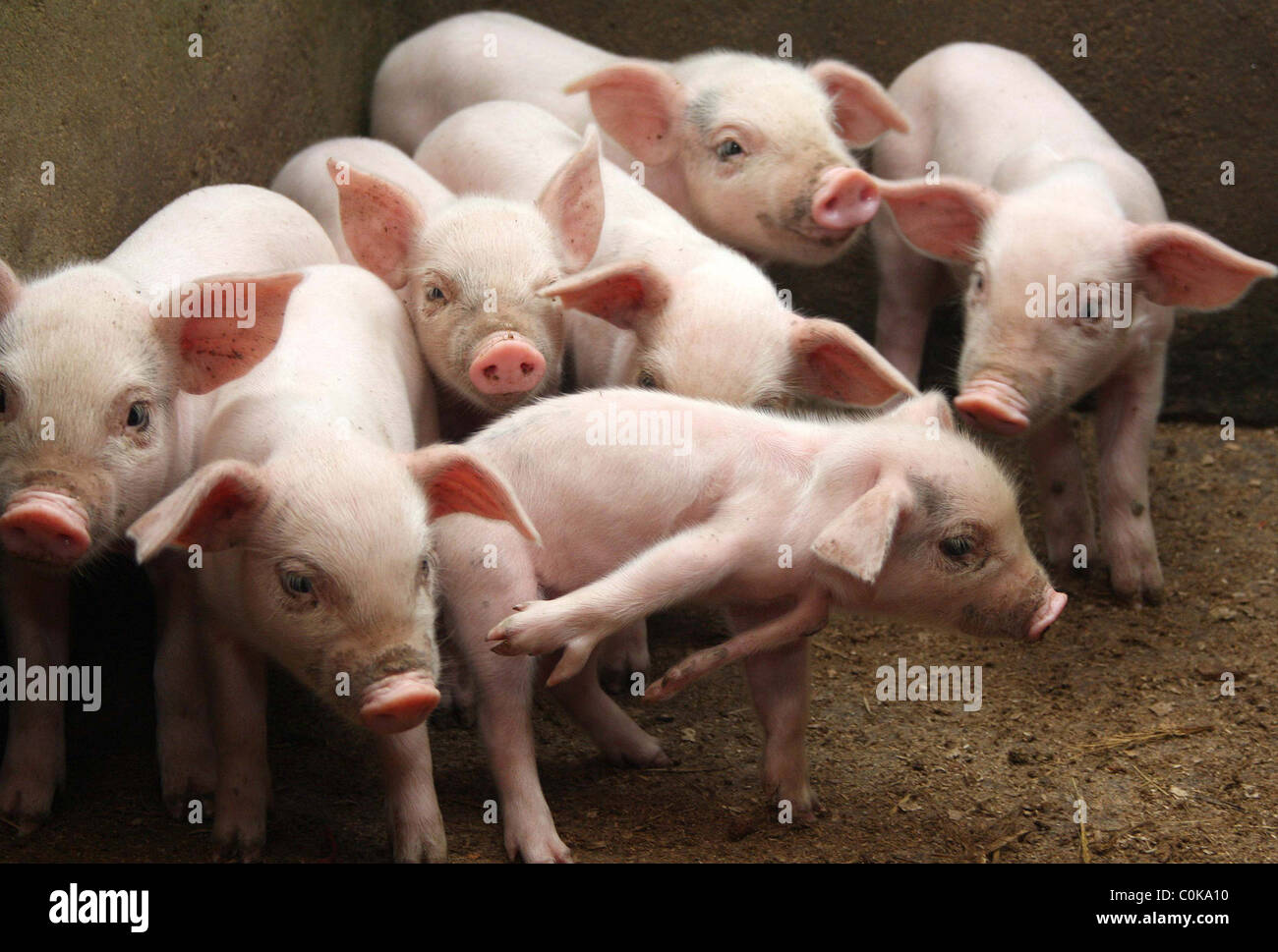 Maiale deformato ha bisogno di una gamba fino a questo piccolo piggie è venuto con qualcosa in più - una quinta tappa! Il porker deformata è nato a Foto Stock