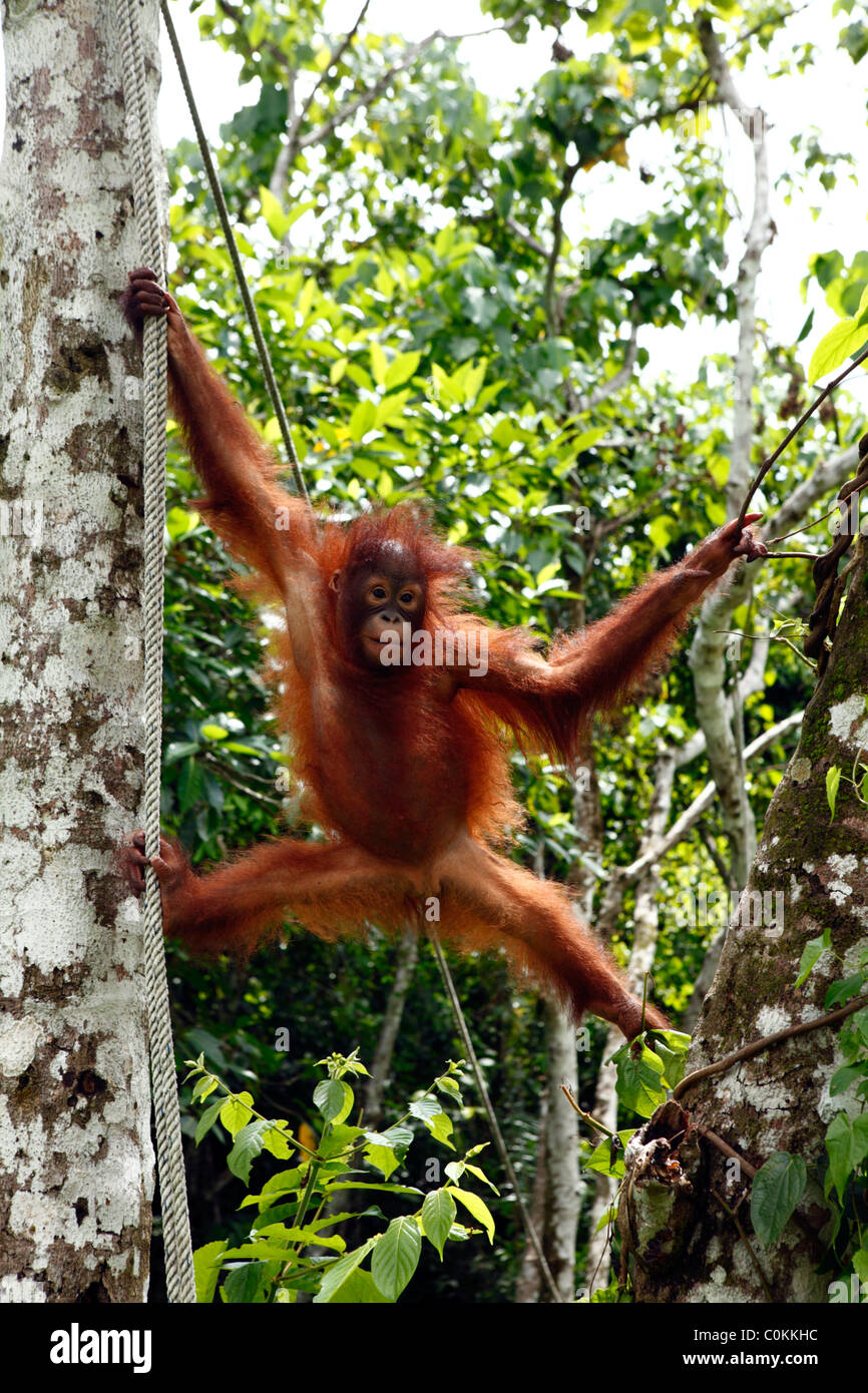 I capretti degli Oranghi - Sepilok Orang Utan Sanctuary, Sabah, Malaysia Foto Stock