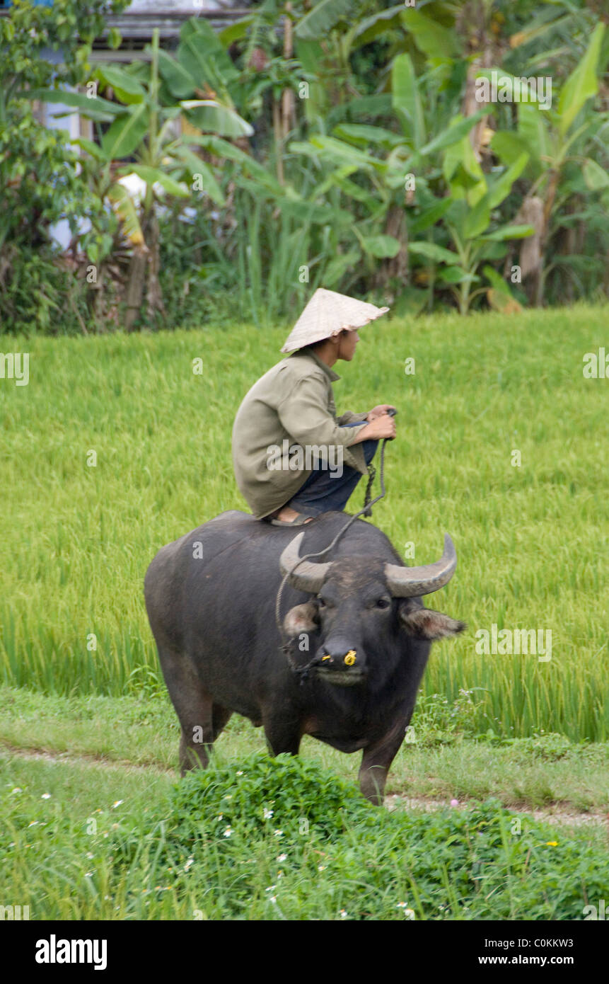 Asia, Vietnam, Da Nang. La vita di tutti i giorni su Strada 1 tra Dan Nang & Hue. Bambini locali con il bufalo d'acqua. Foto Stock