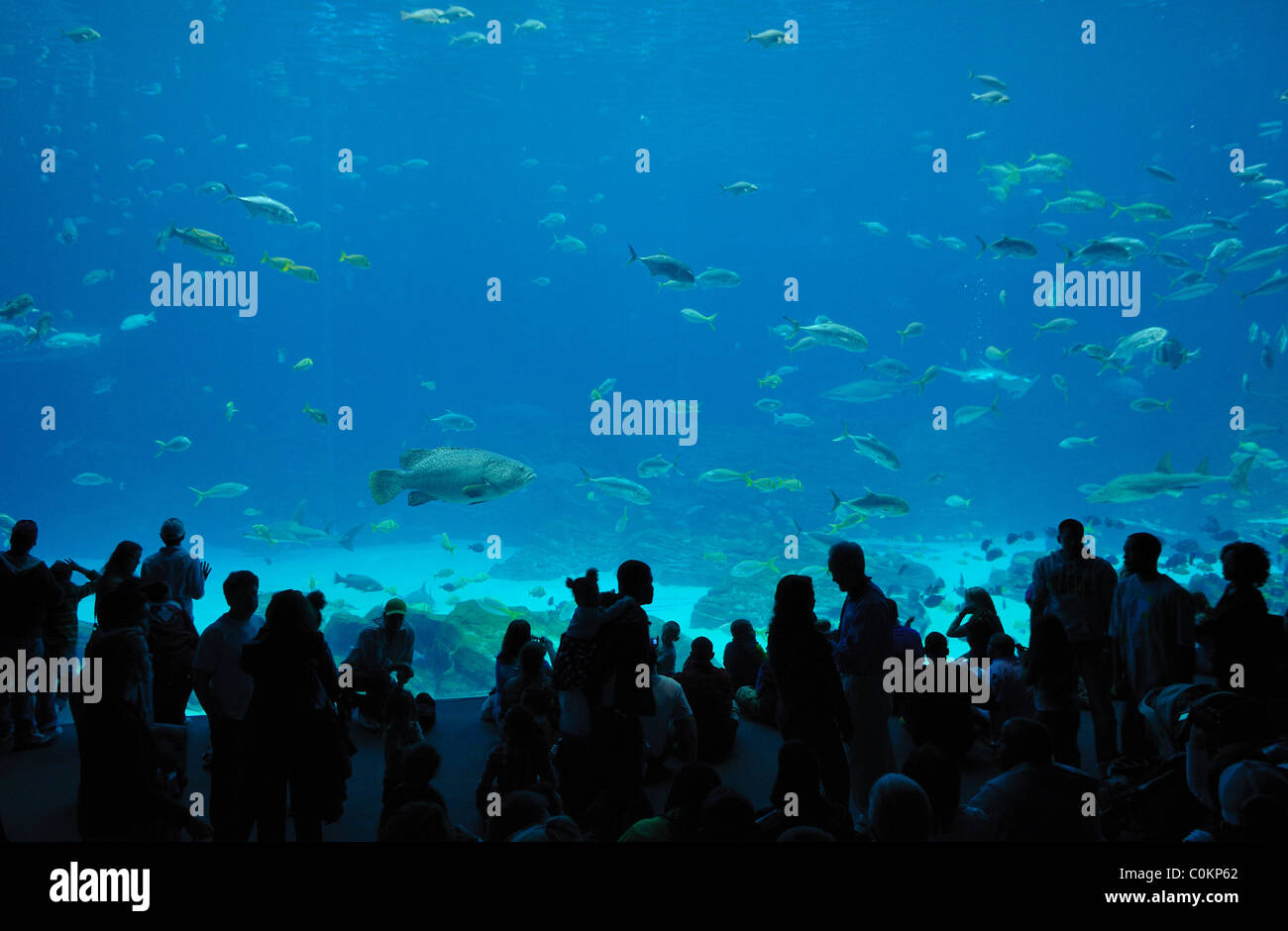Il Georgia Aquarium, il più grande del mondo di acquario, in Atlanta, Georgia Foto Stock