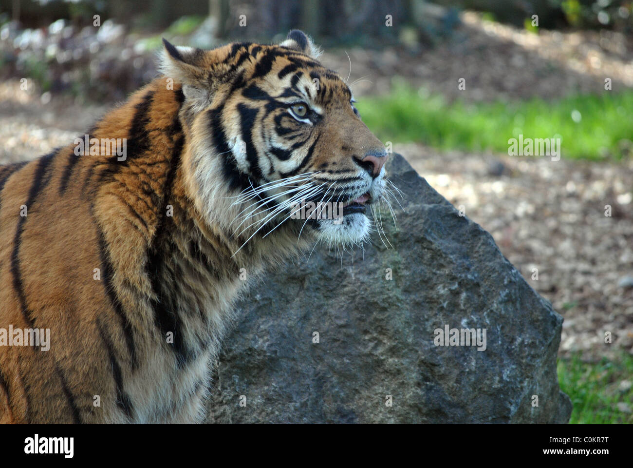 Profilo laterale tigre di Sumatra lo zoo di Dublino Irlanda Foto Stock