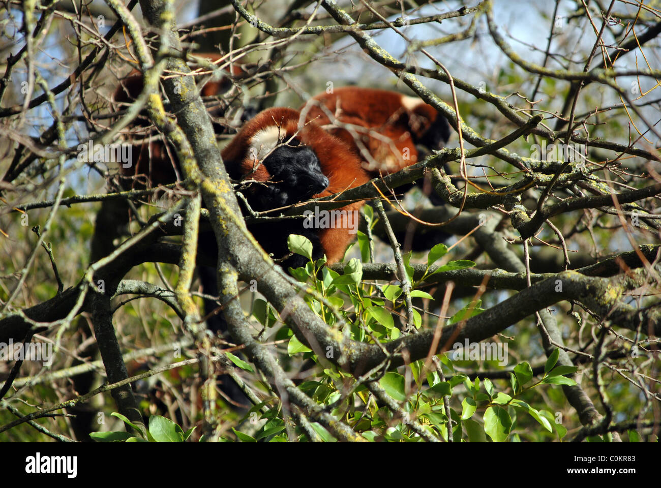 Lemure rosso addormentato in un albero nel giardino zoologico di Dublino Irlanda Foto Stock