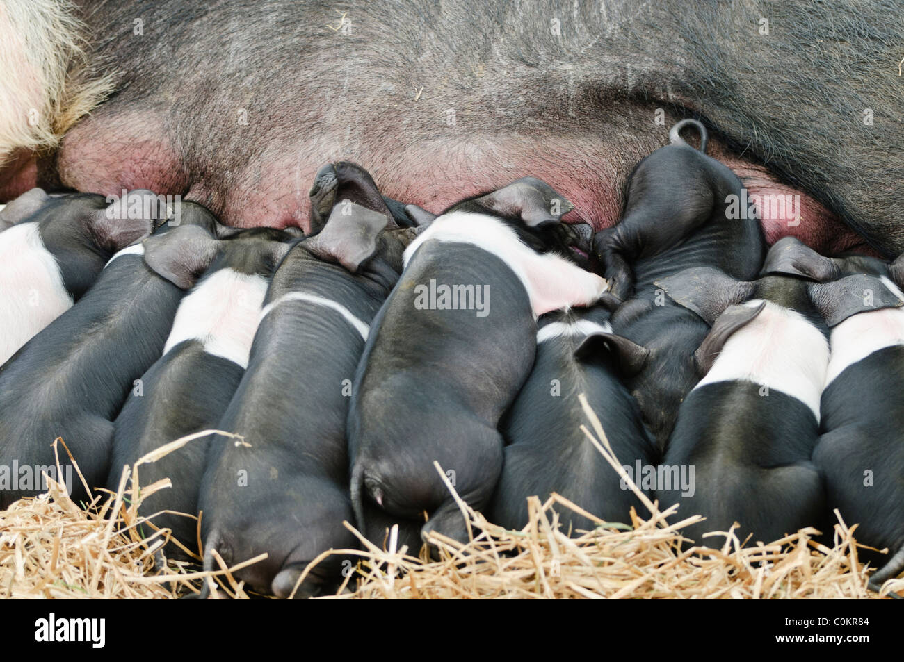 Il neonato a doppio spiovente di suinetti di allattamento da una scrofa Foto Stock