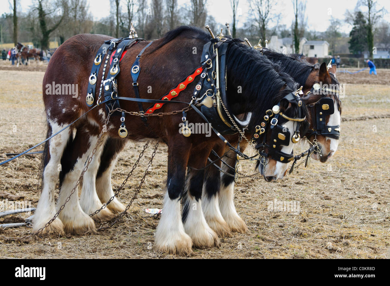 Due decorate Clydesdale cavalli in attesa di tirare a cavallo aratro Foto Stock