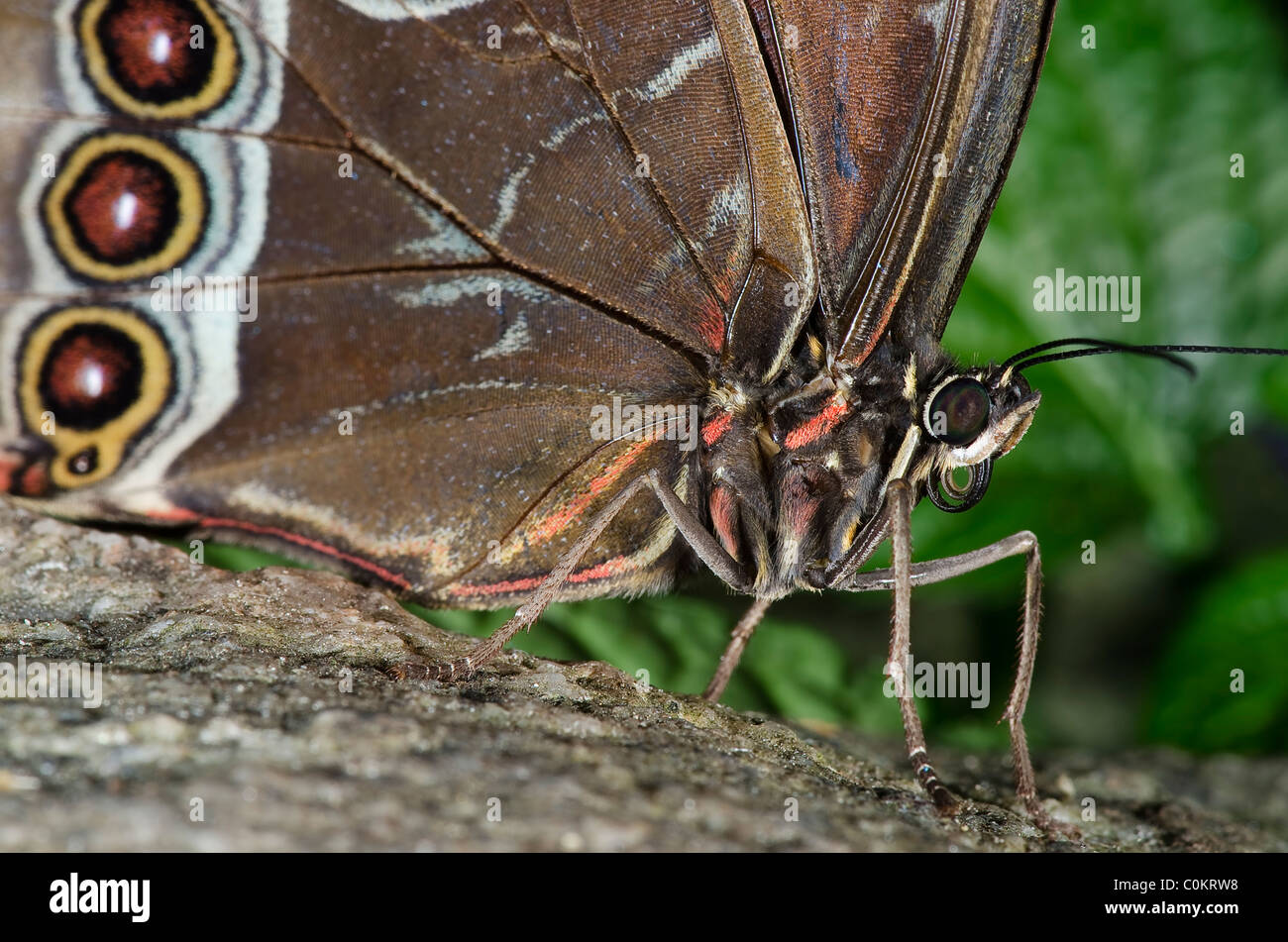 Foto di un gufo Buttefly, della famiglia Nympalidae, nativo del Sud America e del Messico. Foto Stock