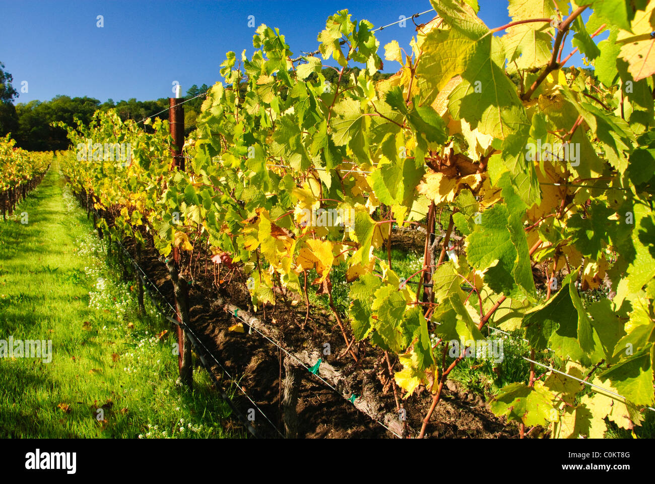 Vigneto vicino a Calistoga, Napa Valley, California, Stati Uniti d'America Foto Stock