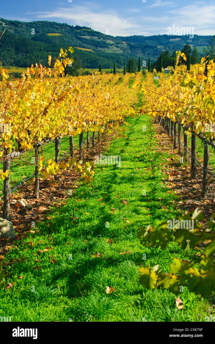 Vigneto vicino a Calistoga, Napa Valley, California, Stati Uniti d'America Foto Stock