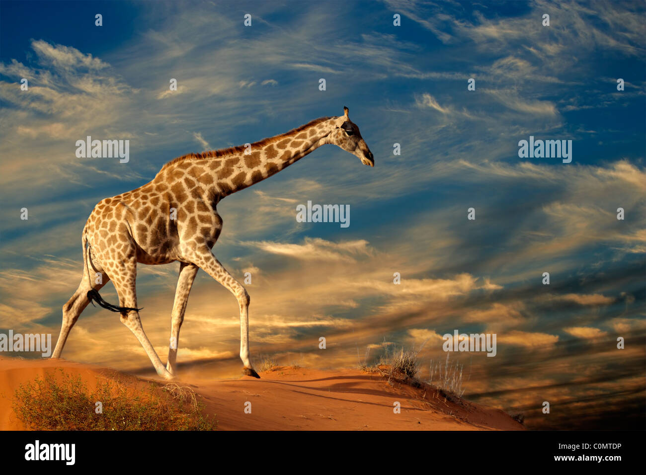 Giraffe (Giraffa camelopardalis) camminando su di una duna di sabbia con le nuvole, Sud Africa Foto Stock