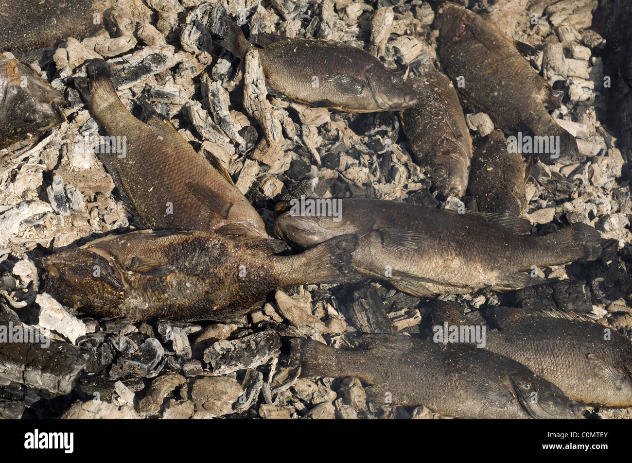 I pesci cotti sul fuoco di legno in una comunità aborigena nel Territorio del Nord dell'Australia. Foto Stock