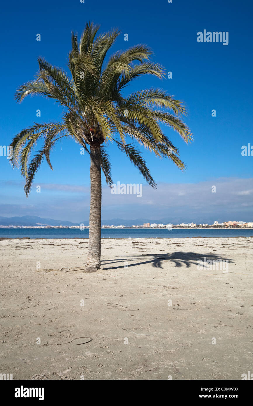 Palm Tree sulla spiaggia, El Arenal, Maiorca, isole Baleari, Spagna Foto Stock