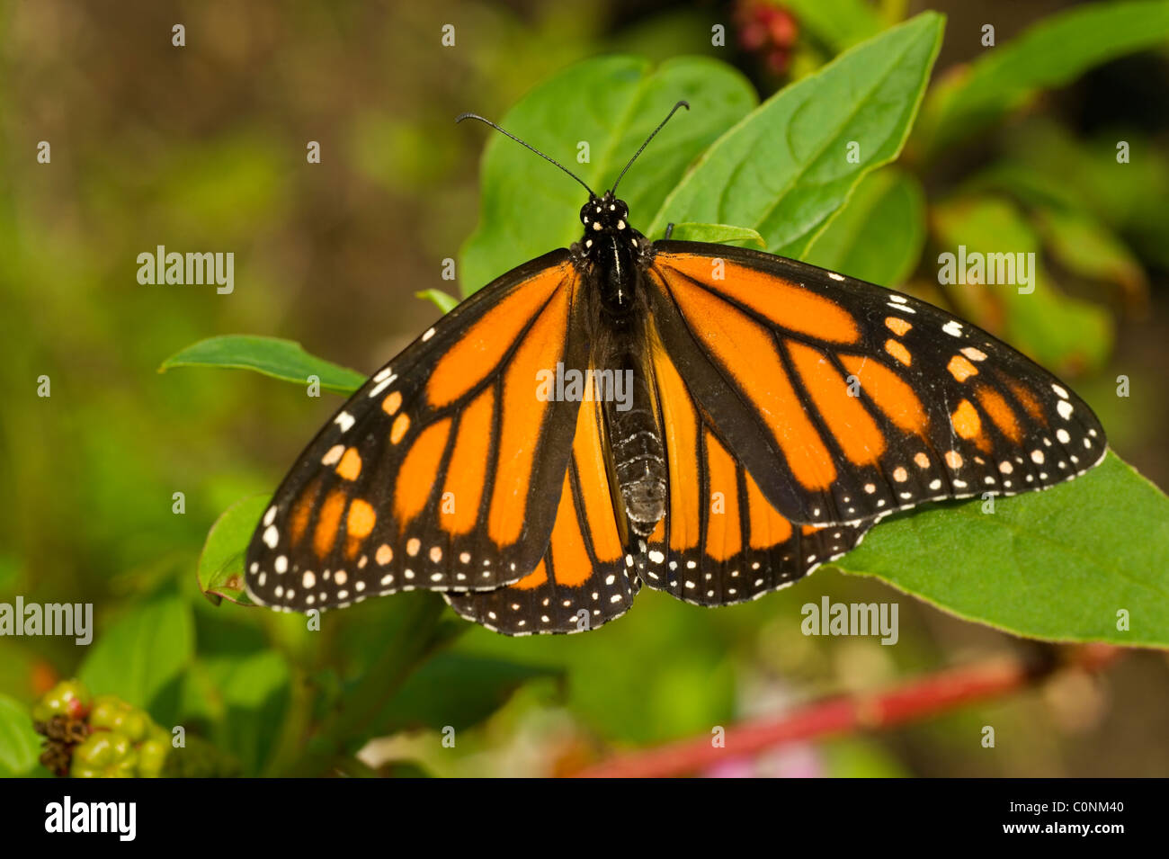 Wanderer o farfalle monarca Danaus plexippus Foto Stock