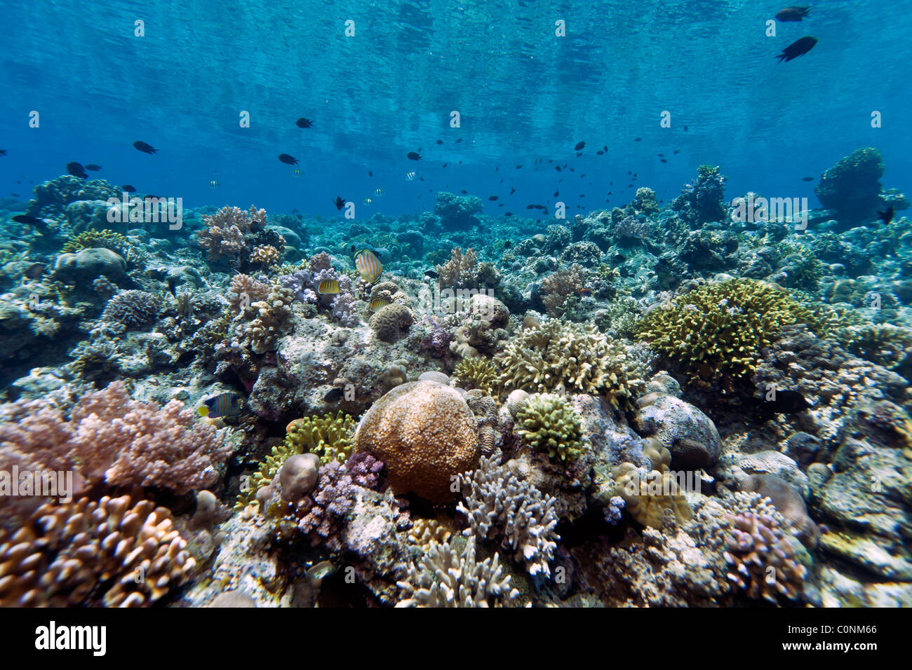 Giardini di Corallo al largo della costa di Bunaken Island nel Nord Sulawesi, Indonesia Foto Stock