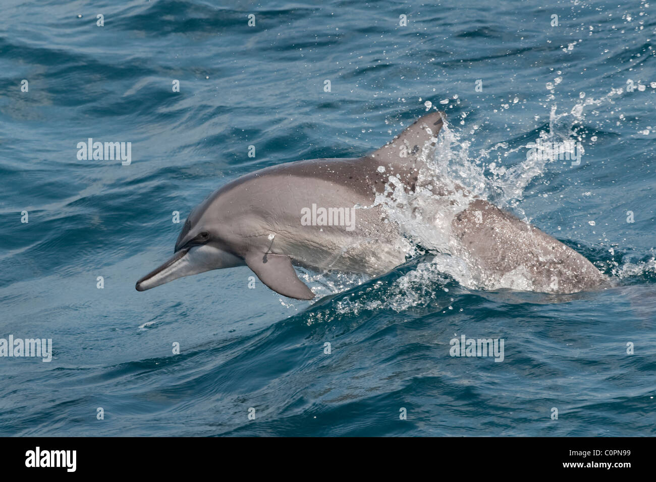 Hawaiian/Gray Spinner il Delfino Stenella longirostris, porpoising, Maldive, Oceano Indiano. Foto Stock