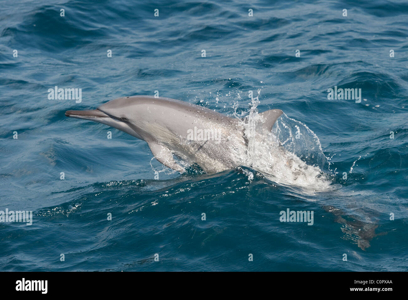 Hawaiian/Gray Spinner il Delfino Stenella longirostris, porpoising, Maldive, Oceano Indiano. Foto Stock