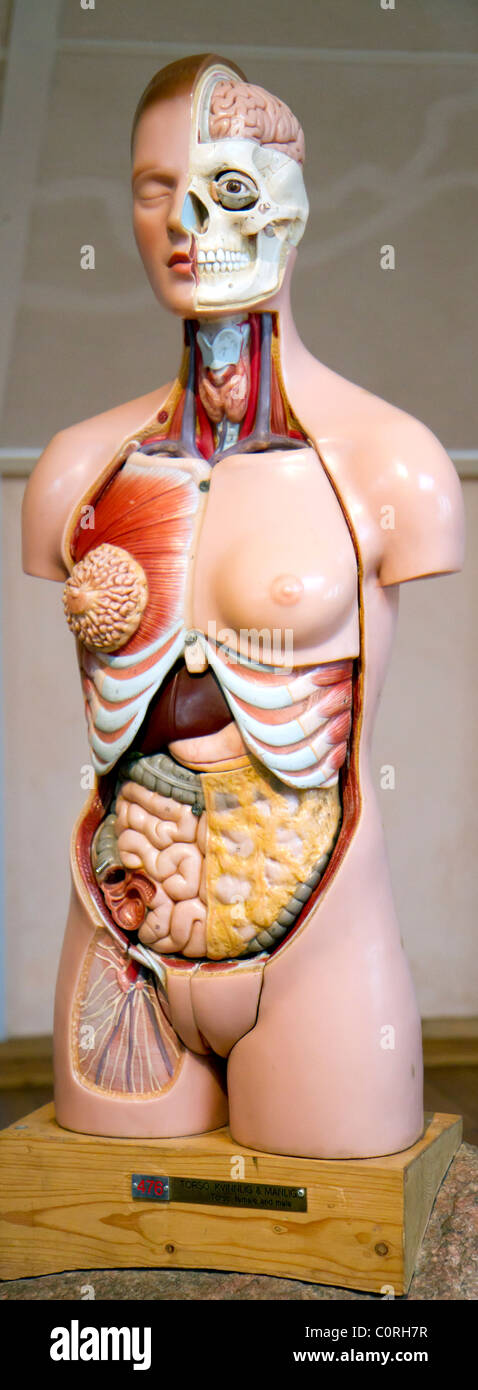 Corpo umano che mostra il modello di organi Foto Stock