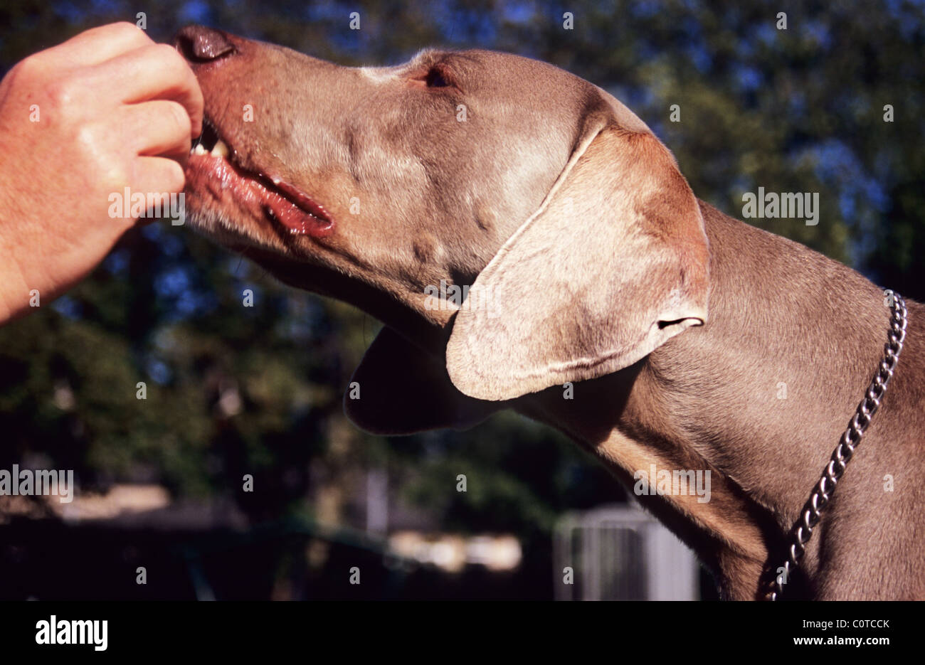 Weimaraner cane. Essendo alimentato un bocconcino. Il gray fantasma e Weimaraner Vorstehhund. Caccia/cane. Foto Stock