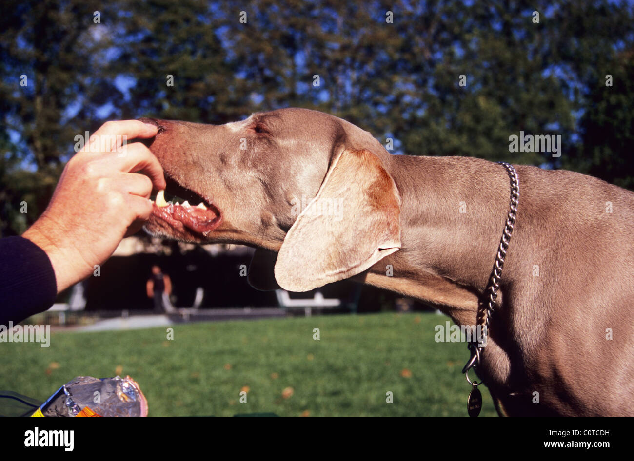 Weimaraner cane. Essendo alimentato un bocconcino. Il gray fantasma e Weimaraner Vorstehhund. Caccia/cane. Foto Stock