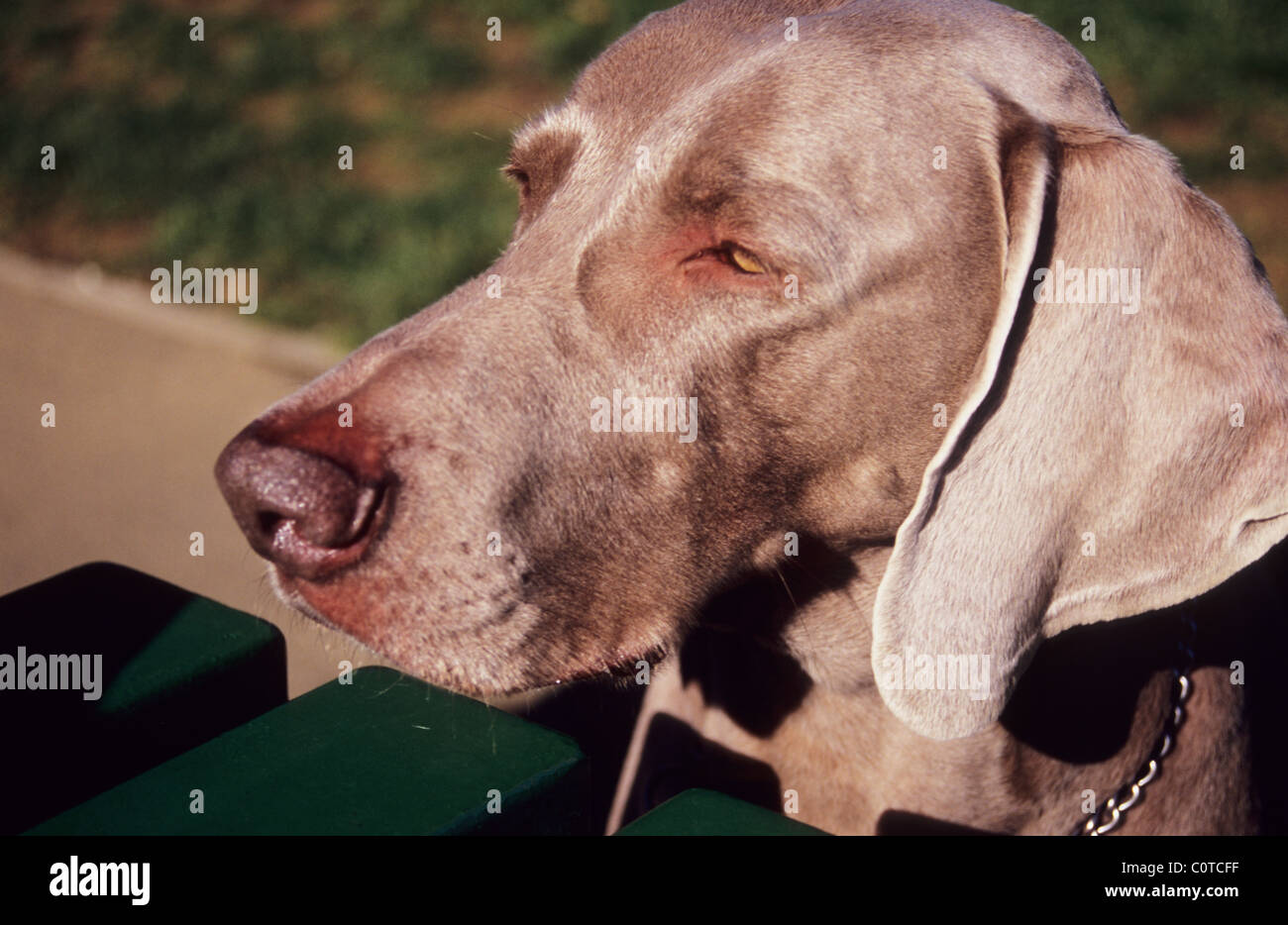 Weimaraner cane. Il gray fantasma e Weimaraner Vorstehhund. Caccia/cane. Foto Stock