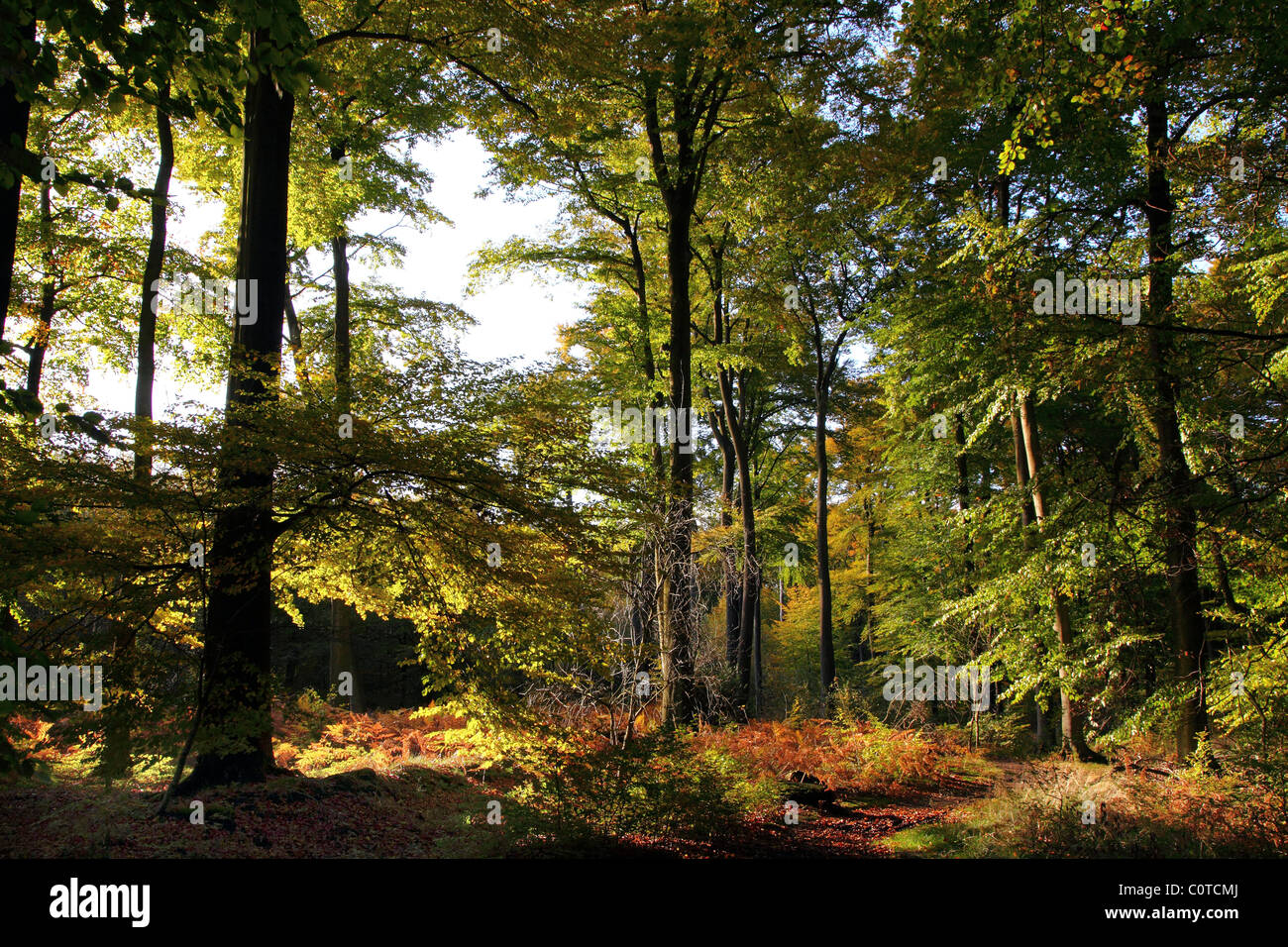 Foresta, alberi, legno, luce solare, vuoto, Germania. Foto Stock