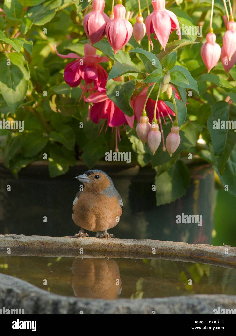 (Fringuello fringilla coelebs). maschio. in giardino a Bagno uccelli per un drink sotto i fiori di un fuchsia . sussex, Regno Unito. luglio. Foto Stock
