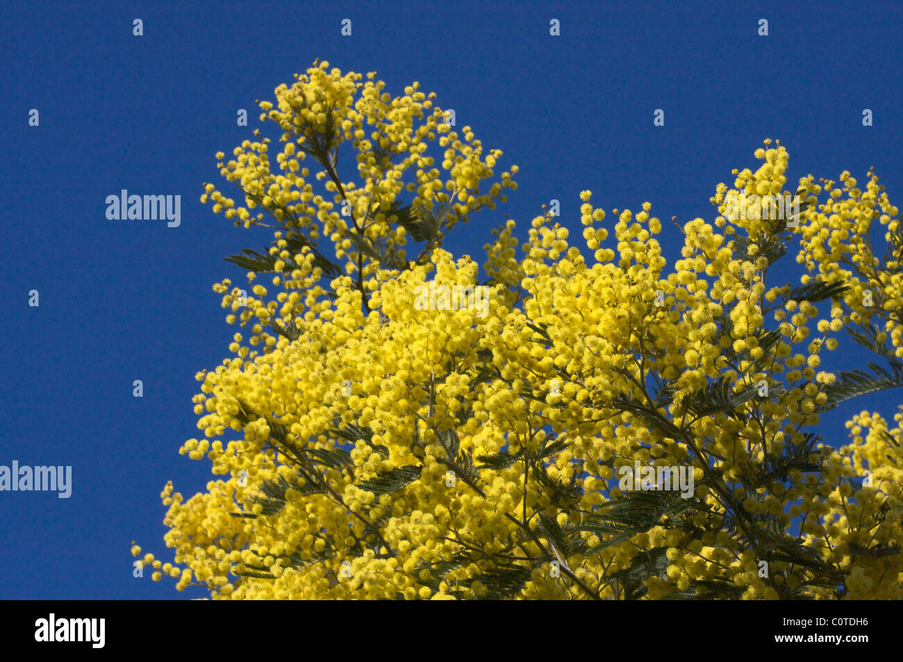 Fiori gialli di mimosa nel cielo blu in Provenza Costa Azzurra, Francia Foto Stock