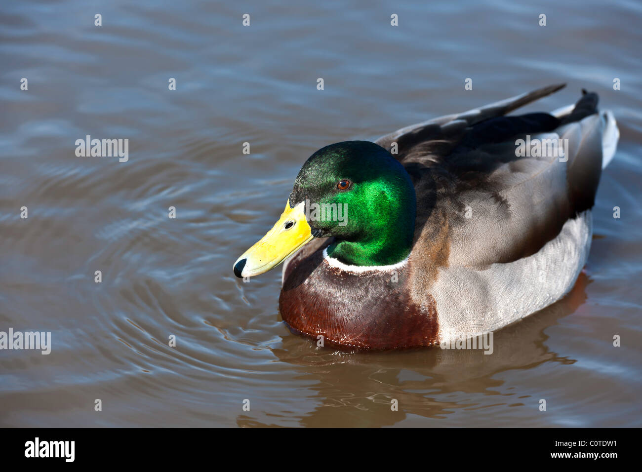 Mallard Duck - Anas platyrhynchos Foto Stock