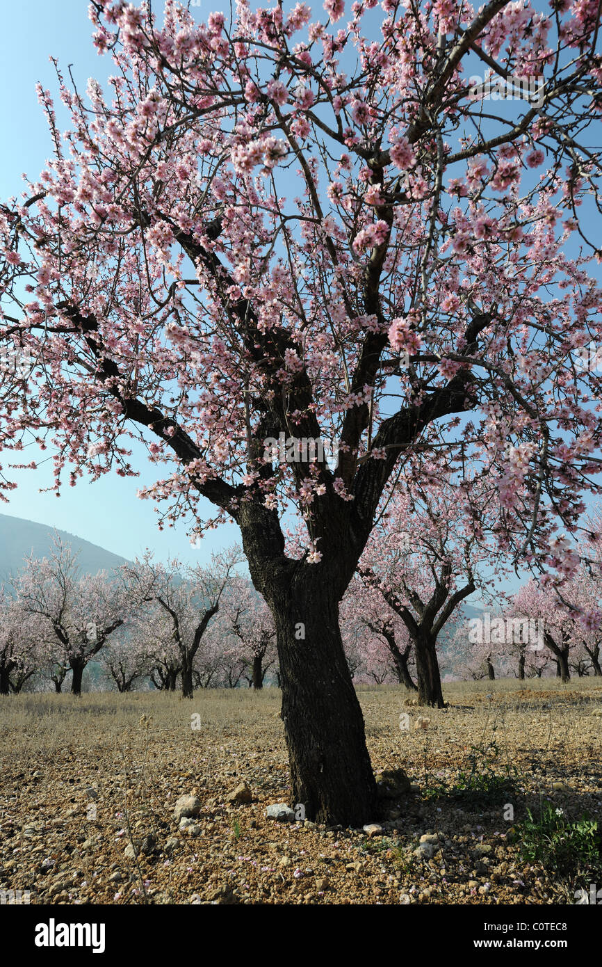 Almond frutteto con fiore [Prunus dulcis], vicino Alcalali, Jalon Valley, Provincia di Alicante, Comunidad Valenciana, Spagna Foto Stock