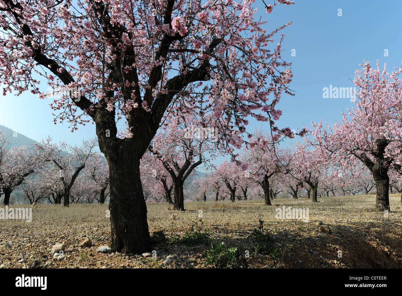 Almond frutteto con fiore [Prunus dulcis], vicino Alcalali, Jalon Valley, Provincia di Alicante, Comunidad Valenciana, Spagna Foto Stock