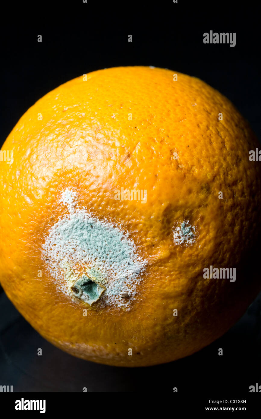 Il verde muffa sul rovinato arancione Foto Stock