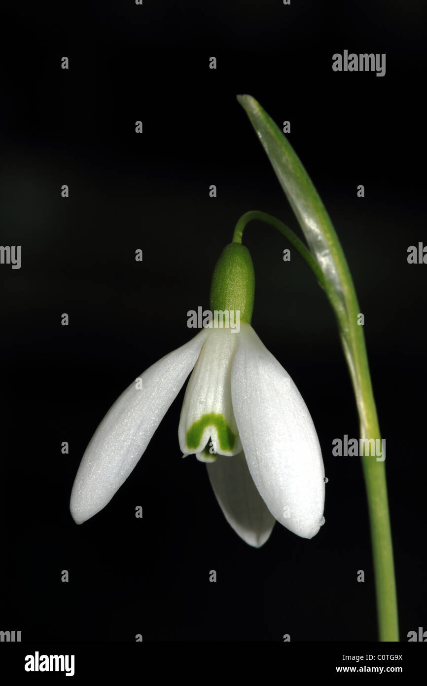 Snowdrop Galanthus spp famiglia Amaryllidaceae un fiore di primavera di bosco e edicola Foto Stock
