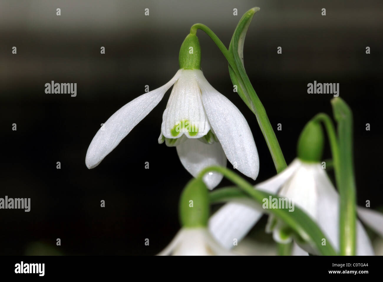 Snowdrop Galanthus spp famiglia Amaryllidaceae un fiore di primavera di bosco e edicola Foto Stock