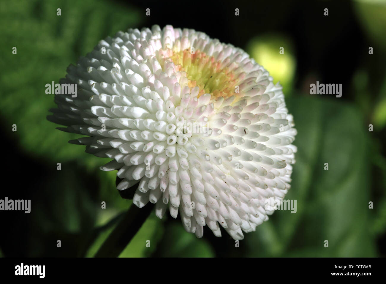 La molla Daisy famiglia Asteraceae circa alla fioritura Foto Stock