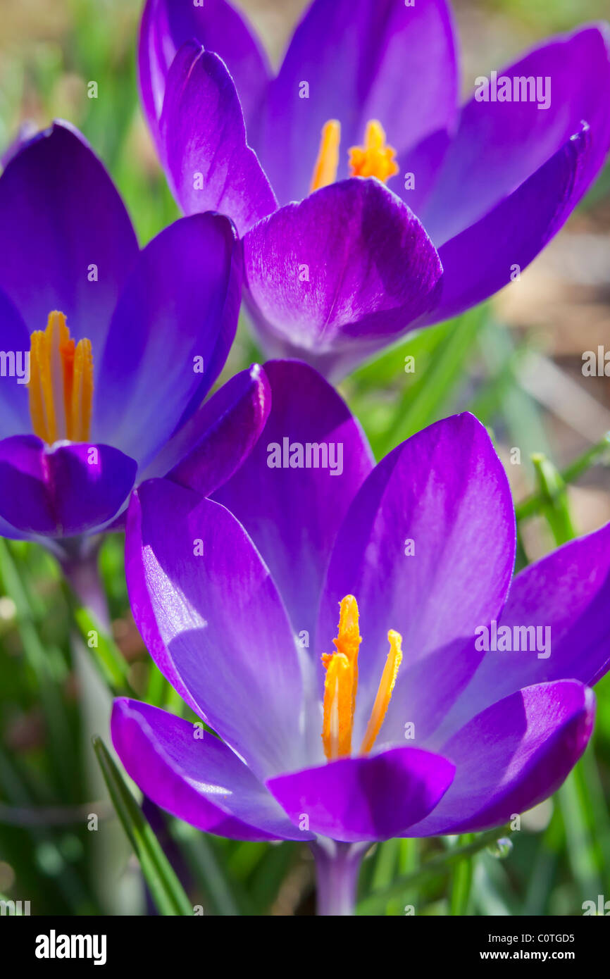 Crochi aprendo i loro fiori in primavera. Foto Stock