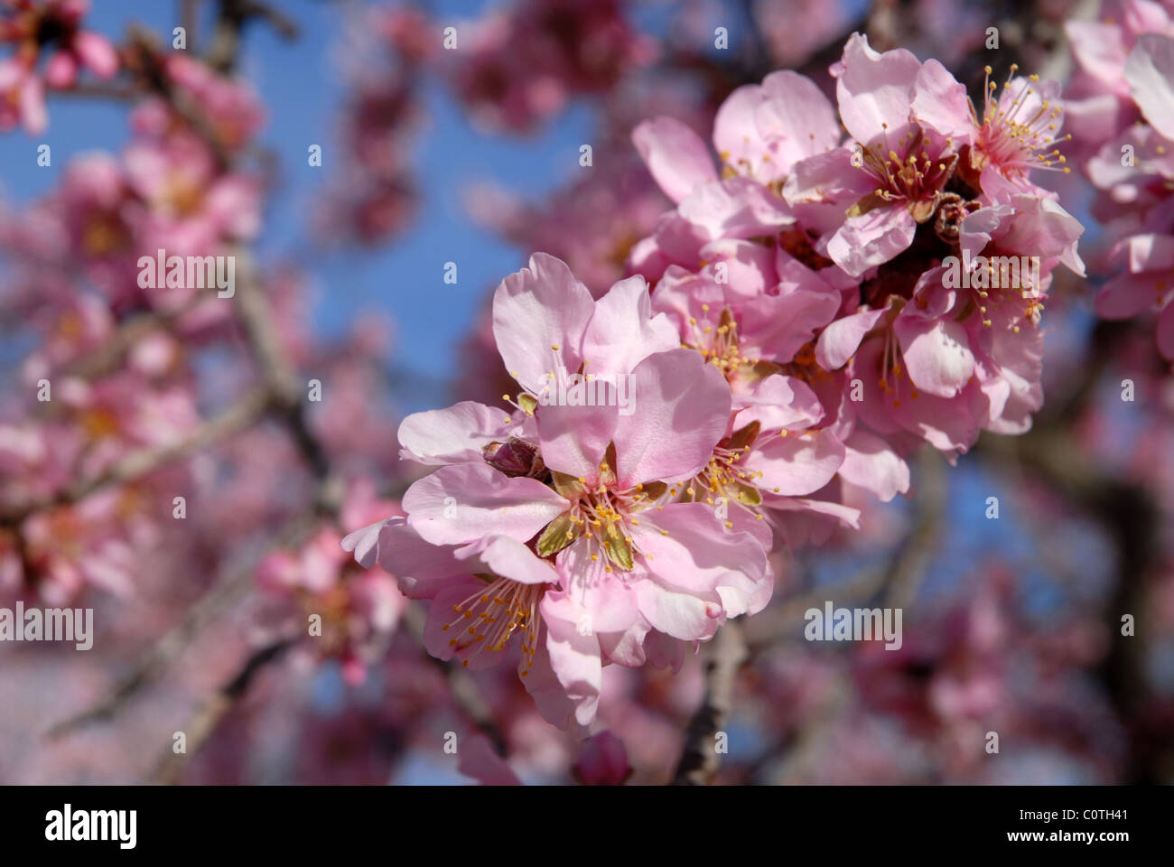 Almond blossom (Prunus dulcis), vicino a Benimaurell, Vall de Laguart, Provincia di Alicante, Comunidad Valenciana, Spagna Foto Stock