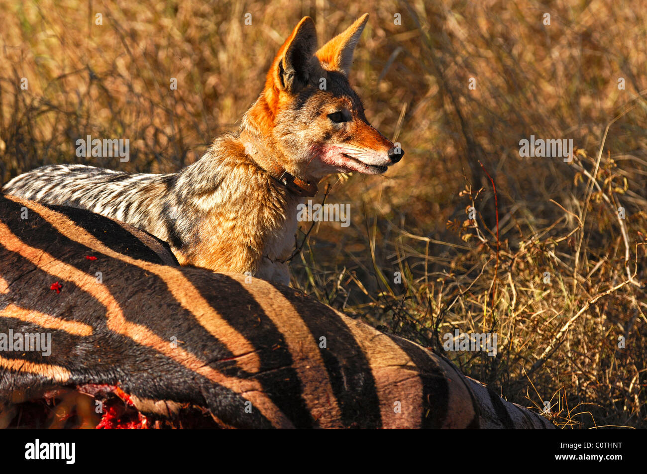 Nero-backed jackal con collare per il lavoro di ricerca ad una carcassa di zebra, Canis mesomelas, Madikwe Game Reserve, Sud Africa Foto Stock